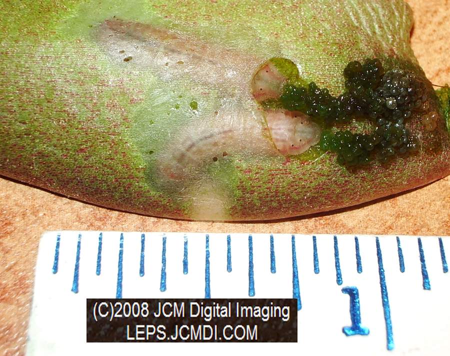 Philotes sonorensis (Sonoran Blue) life cycle images from jcmdi.com